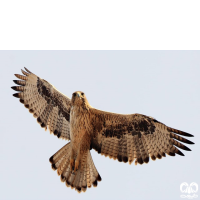 گونه عقاب دو برادر Bonellis Eagle